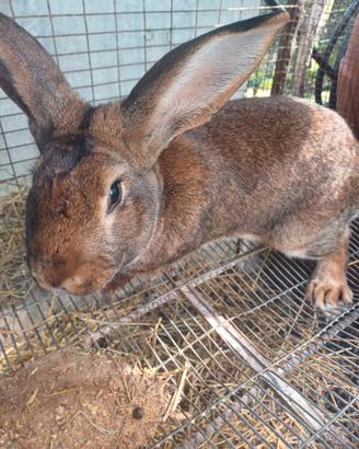 Leprino viterbese conigli