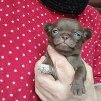 Chihuahua maschietto con pedigree