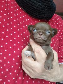 Chihuahua maschietto con pedigree