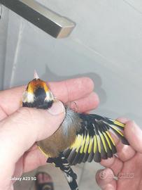 Cardellino