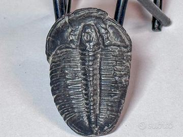 Trilobite USA