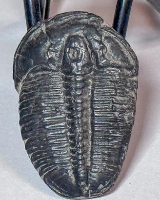 Trilobite USA