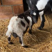 Becco nano tibetano
