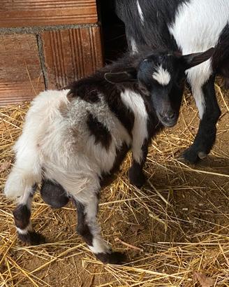 Becco nano tibetano