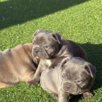 Bulldog francese