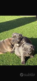 Bulldog francese