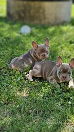 Bulldog francese