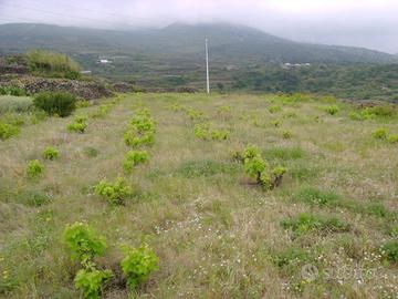 Terreno a Pantelleria in localita' kamma fuori