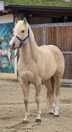 Vedo Quarter horse