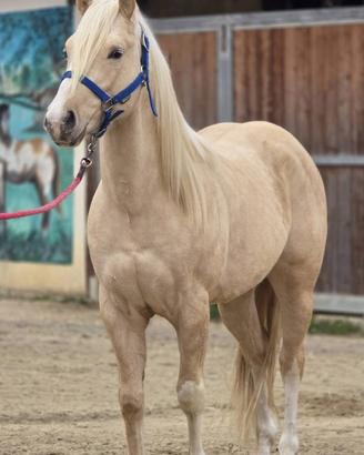 Vedo Quarter horse