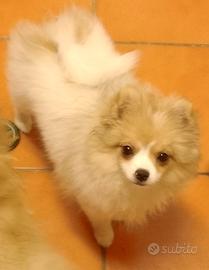 Cucciolo volpino Spitz