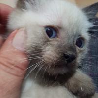 Cuccioli di Siamesi Thai