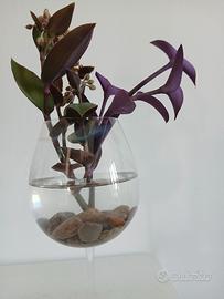 piante in acqua 