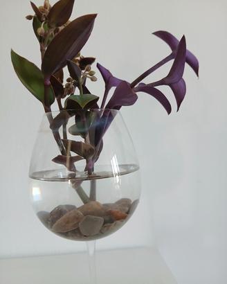 piante in acqua 