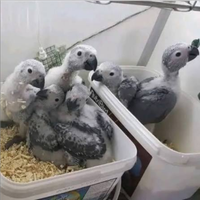 Baby Cenerino Coda Rossa