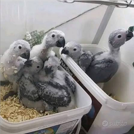 Baby Cenerino Coda Rossa