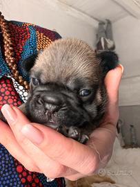 Bulldog francese
