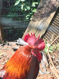 Gallo