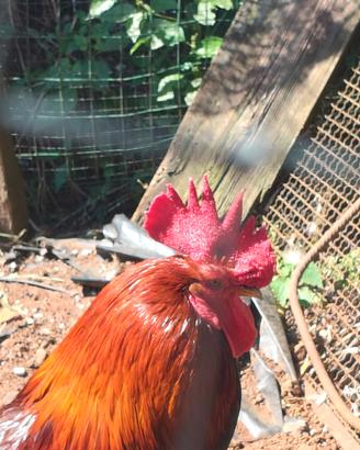 Gallo