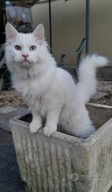 Gatto bianco occhi impari