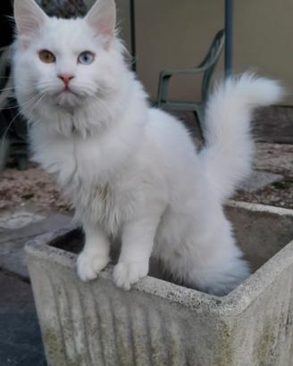 Gatto bianco occhi impari