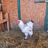 Gallo brahma columbia