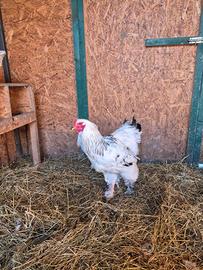 Gallo brahma columbia