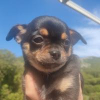 Chihuahua cucciolo