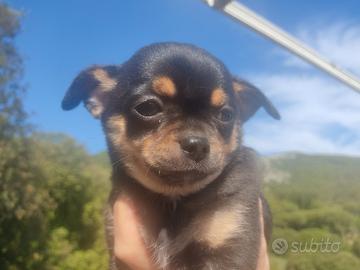 Chihuahua cucciolo