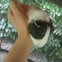 Porcellini d'India, cavie