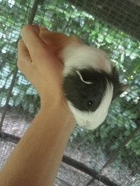 Porcellini d'India, cavie