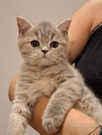 Cuccioli Scottish Straight – Maschio e Femmina