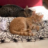 Gatto rosso e gatta tigrata