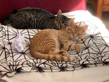 Gatto rosso e gatta tigrata