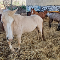 Pony palomino 2 anni