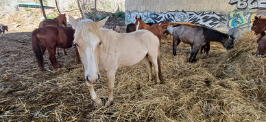 Pony palomino 2 anni
