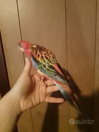 Rosella allevata a mano