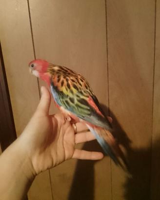 Rosella allevata a mano
