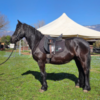 Frisone castrone 4 anni