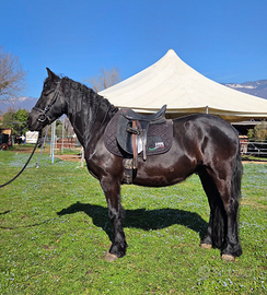 Frisone castrone 4 anni