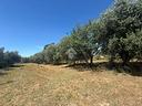 ter-agricolo-a-canale-monterano
