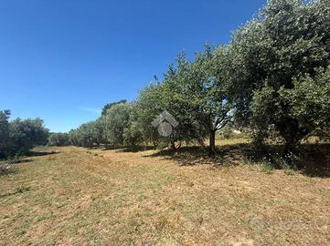 TER. AGRICOLO A CANALE MONTERANO