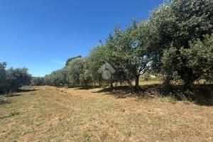 TER. AGRICOLO A CANALE MONTERANO