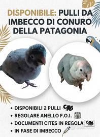 Conuro della Patagonia da Imbecco