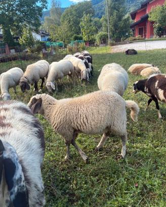 Agnello