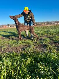 Bracco tedesco pronto caccia