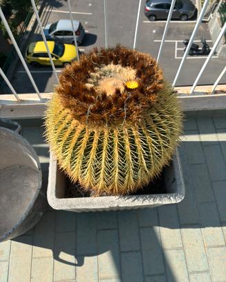 Cuscino di suocera