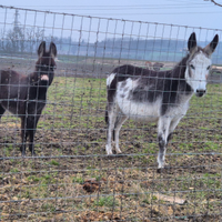 Aaini asinelle aaine pony