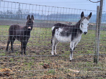 Aaini asinelle aaine pony