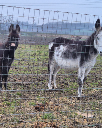 Aaini asinelle aaine pony